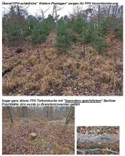 Verkieferung und Buchenfällung von geschütztem Berliner Prachtkäfer