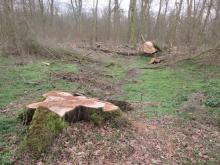 01_ Pl. 2, B. Rac 01.03.20