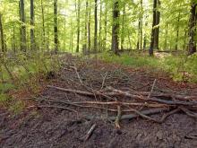 alle 100 Meter neue Waldschneise