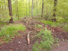 alle 100 Meter Waldschneisen