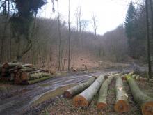 aus Sicherheitsgründen gefällte, grundwasser- und bachnah stehende Bäume, da Trockenheitsschäden in diesem Bereich bestanden hätten (was nur teilweise in bestimmten Bereichen der Fall ist).
