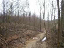 massive Fällungen aus fadenscheinigen &quot;Sicherheitsgründen&quot;