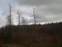 verbliebene Waldreste in der Nähe des markierten Gebietes, Revier Sternberg, Extertal-Linderhofe