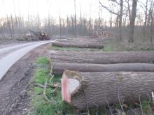 05_ Rosenw., O-Seite, C