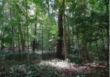 Mit natürlicher Baumverjüngung