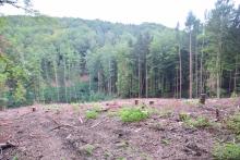 Kahlschlag Nähe Buchberg Bild1