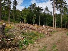 Kahlschlag Sandplacken Bild 1