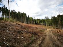 Kahlschlag Sandplacken 3