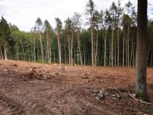 Kahlschlag Sandplacken 4