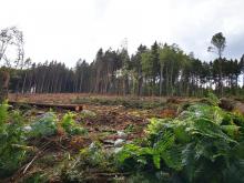 Kahlschlag Sandplacken 5