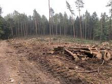 Abholzung festgestellt am 31.08.2020. Jedoch tote Bäume welche eine Gefährdung darstellen werden stehen gelassen.