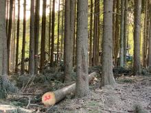 Hier sieht man die schweren Waldmaschinen und vermeintlich noch gesunde Bäume, die noch schnell zu Geld gemacht werden.