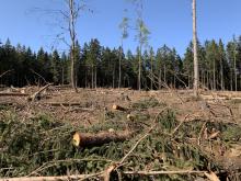 Kahlschlag oben auf dem Sandplacken, zwischen Sandplacken und Herzberg.
