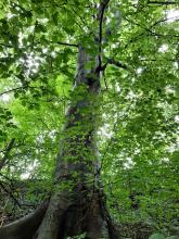 Eine imposante Buche am Hang