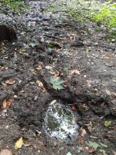 Eine geschützte periodische Quelle versorgt das Feuchtgebiet mit Wasser