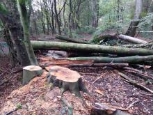 Abholzung Altwald Ville