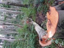 Abholzung Altwald Ville