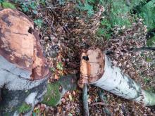 Abholzung Altwald Ville