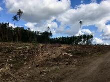 Großflächige Rodungen mit Wegeschäden rings um Steimel RLP