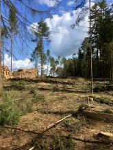 Rodung im Naturpark Rhein-Westerwald