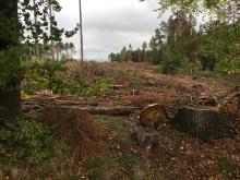 Beispiel-Rodung um Steimel RLP