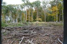 Hoyerstännle Kahlschlag