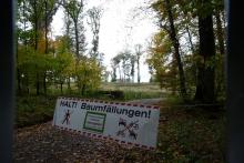 Kahlschlag Sonnhohle