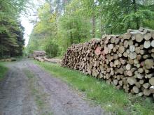 Polder von Buchen und Eichen