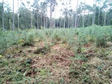 Danach - Kiefernmonokultur nach Freischnitt im Biendorfer Forst