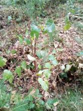 Entfernte Verjüngung Biendorfer Forst