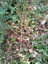 Entfernte Jungbirken Biendorfer Forst