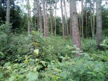 Fläche im Biener Forst vor der Motorsense