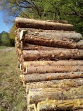 Käferholz teilweise noch berindet am Waldrand Biendorf