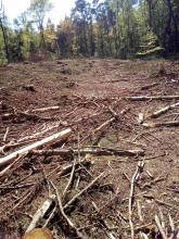 Kahlschlag in der Brut- u. Setzzeit Biendorf