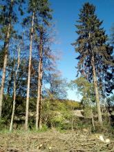 infizierte Fichten am Rand des Kahlschlags Biendorf
