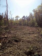 plattgewalzt - Kahlschlag Biendorfer Forst