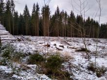 Kahlschlag am Ölmühlenweg