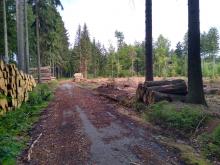 Weg am Mutheck mit Holzstapel