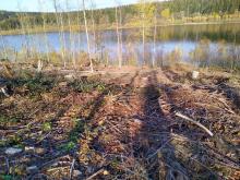 Kahlschlag am Talsperrenufer