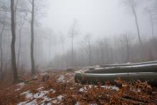 Aufgelichteter Bestand