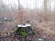 05_ Mosigk. Heide2  B. Rac, 2021