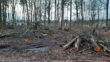 Nahaufnahme des zerstörten Bodens abseits des ehemaligen Waldweges. Kahlfläche und abgesägte Baumkronen und Äste, die wie immer auf Jahre liegen bleiben werden.