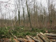 02 Buchenw. B. Rac 02/21