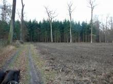 Per Ackerbau neue Forst-Versuchsfläche 3,5ha