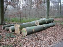 Buchen alle gefällt...Alteichen blieben stehen