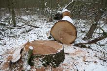 01_Wörlitz-Coswig B. Rac 02/21