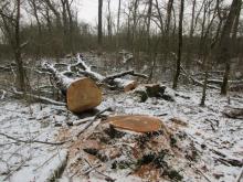 02_Wörlitz-Coswig B. Rac 02/21