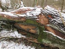 04_Wörlitz-Coswig B. Rac 02/21