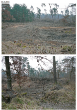 Kahlschlag Bildmontage 3