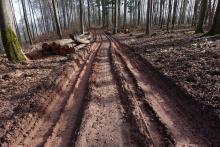 Birnen/Bierenberg-Nordhang-3